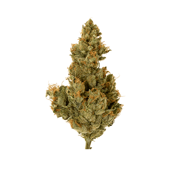 Buddha Fruit - Fleur CBD 🧘